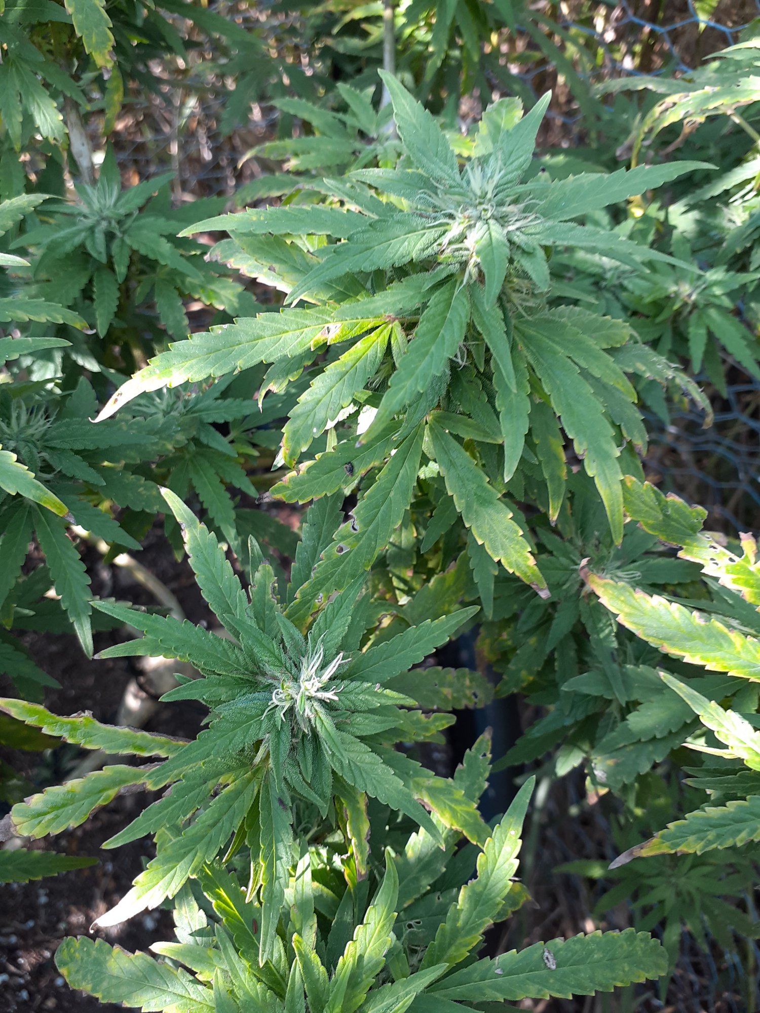 Deficiency burn or something else 6