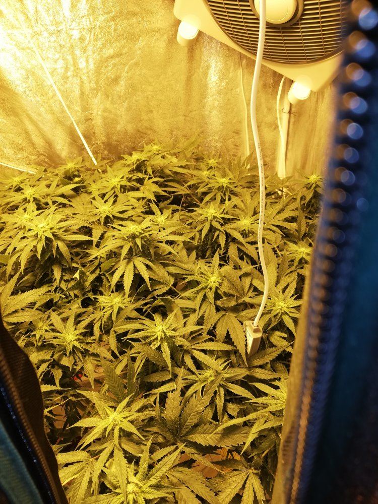 Deficiency cal mag or n 4