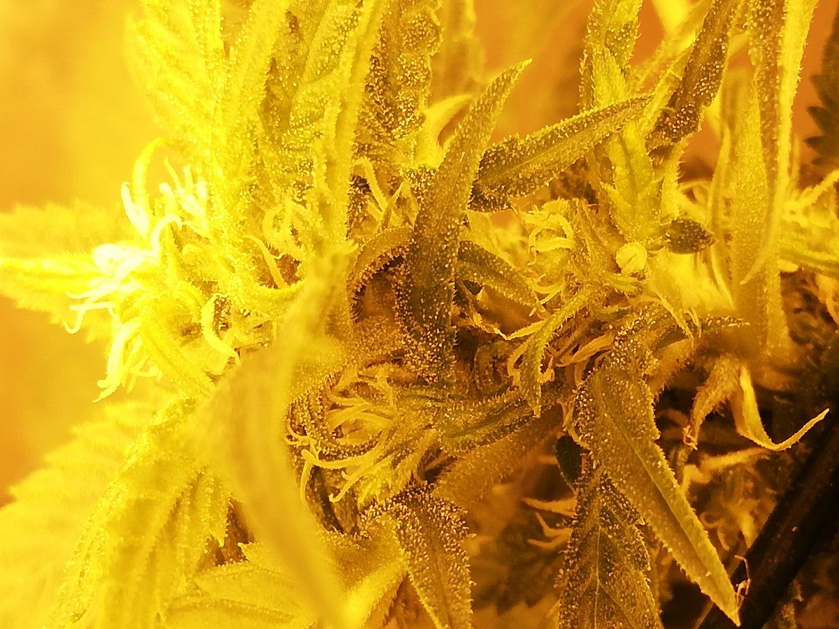 Deficiency cal mag or n 6