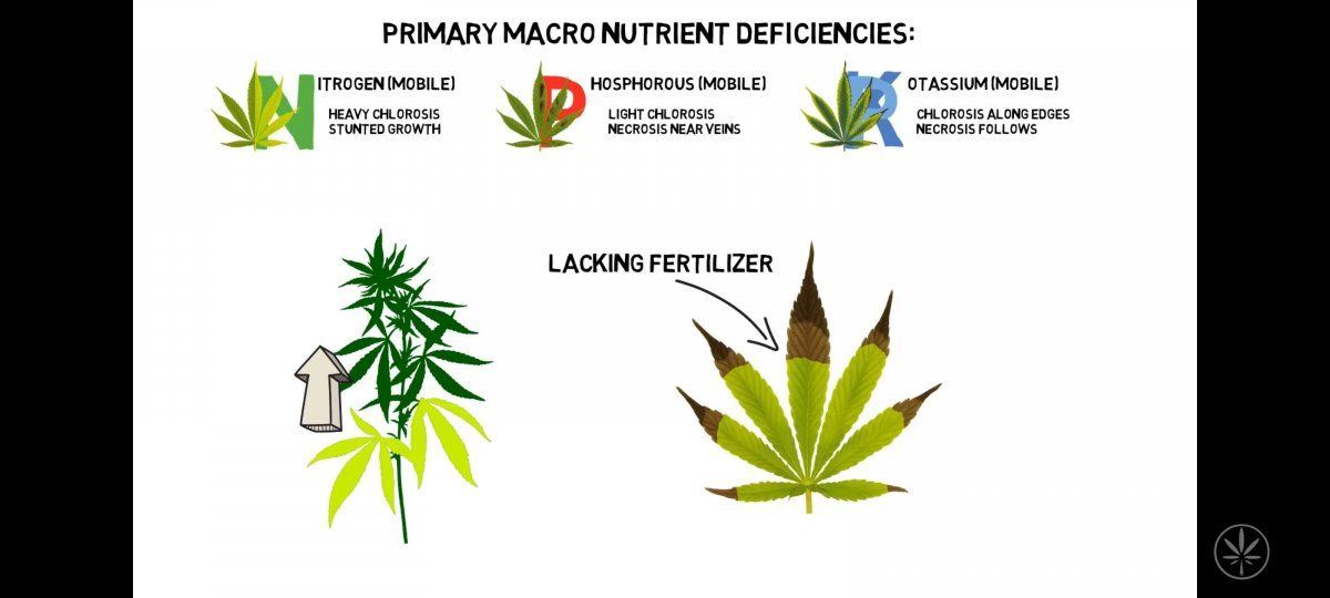 Deficiency explanations for newer growers like myself 2