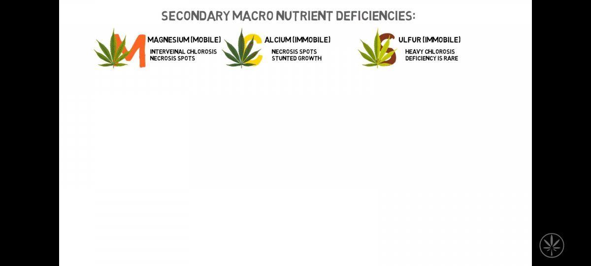 Deficiency explanations for newer growers like myself 4