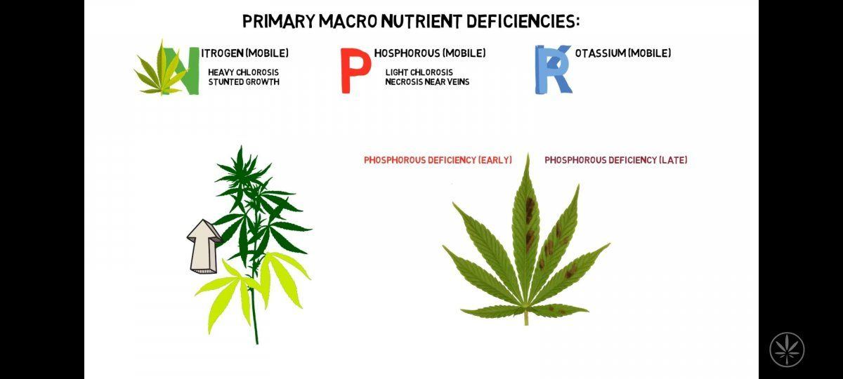 Deficiency explanations for newer growers like myself 6