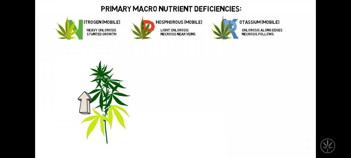 Deficiency explanations for newer growers like myself 8