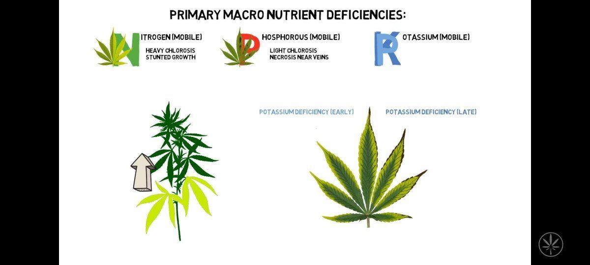 Deficiency explanations for newer growers like myself 9
