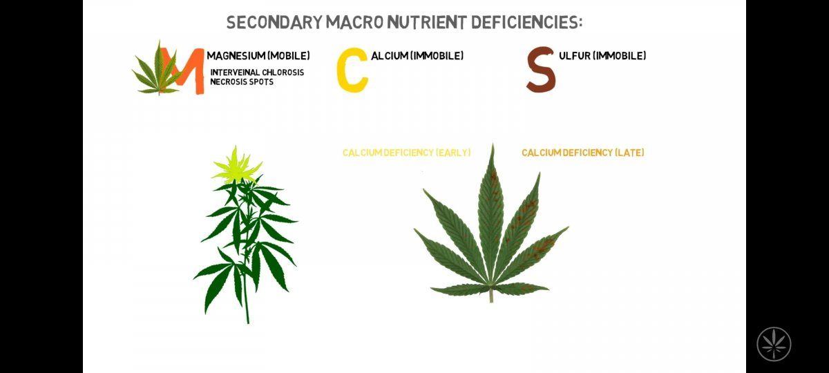 Deficiency explanations for newer growers like myself