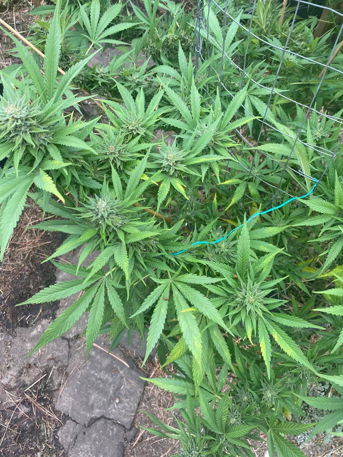 Deficiency help cant figure it out