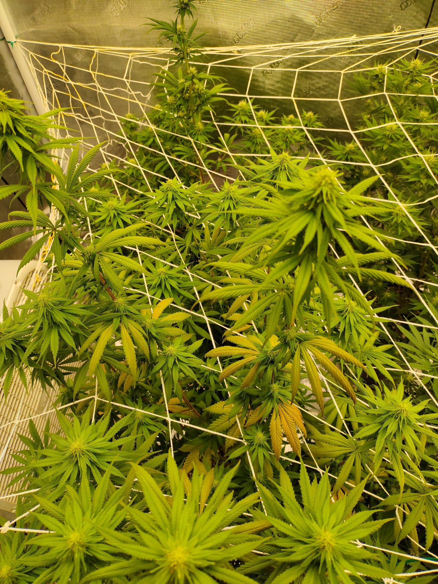 Deficiency  help please  first time grower 3