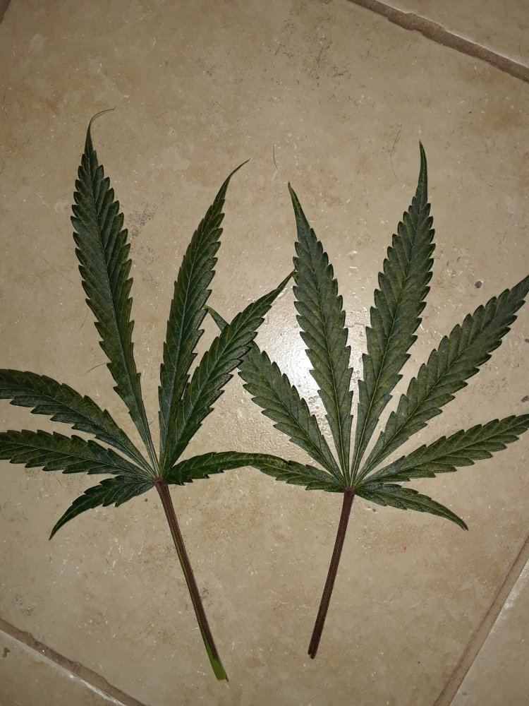 Deficiency i cant seem to identify 3