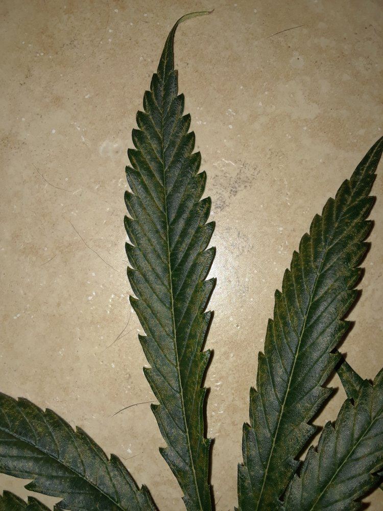 Deficiency i cant seem to identify 4