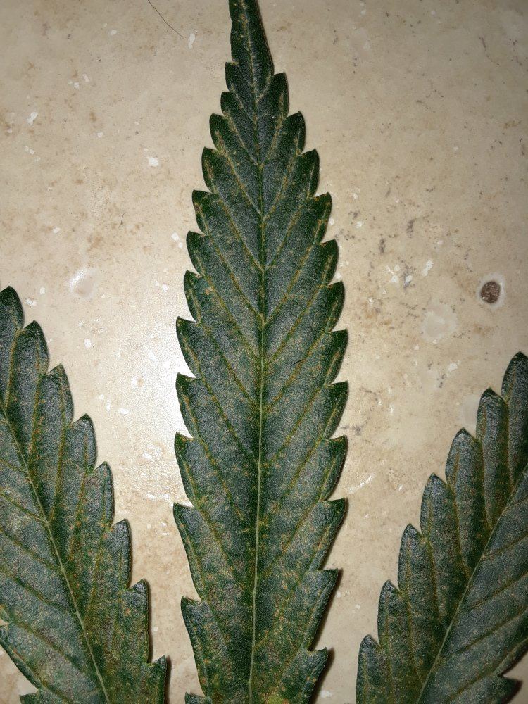 Deficiency i cant seem to identify 5