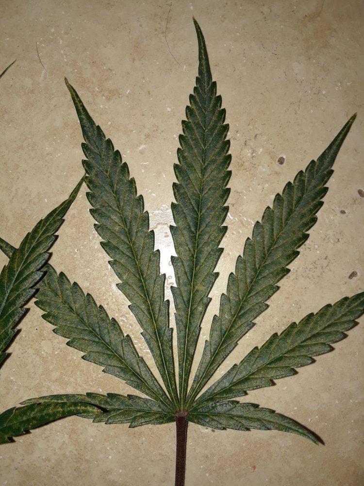 Deficiency i cant seem to identify 6