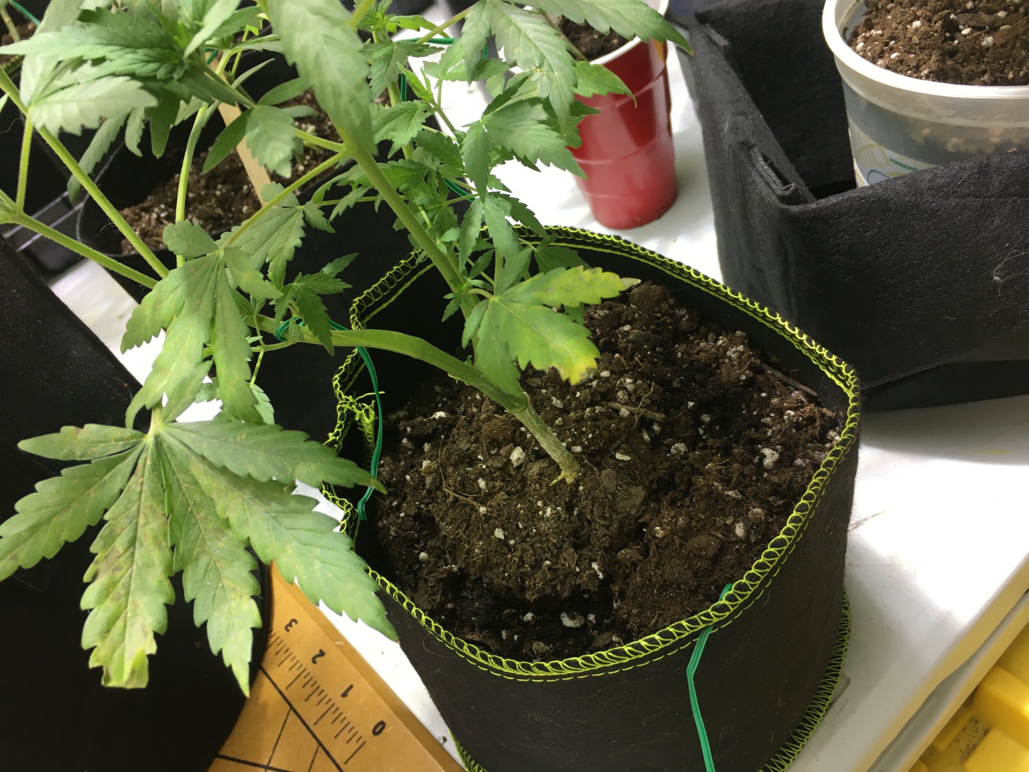 Deficiency in leaves yellow and browning