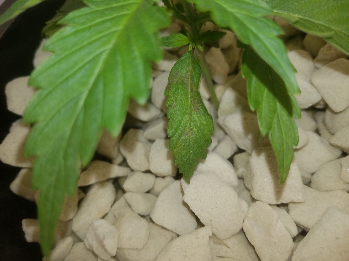 Deficiency  in under current using cleangrow nutes 3