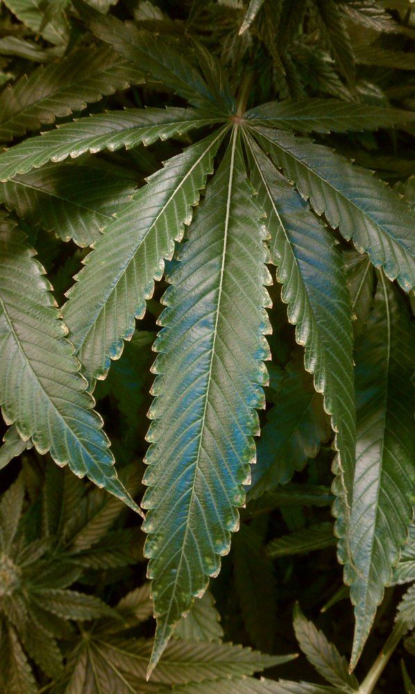 Deficiency