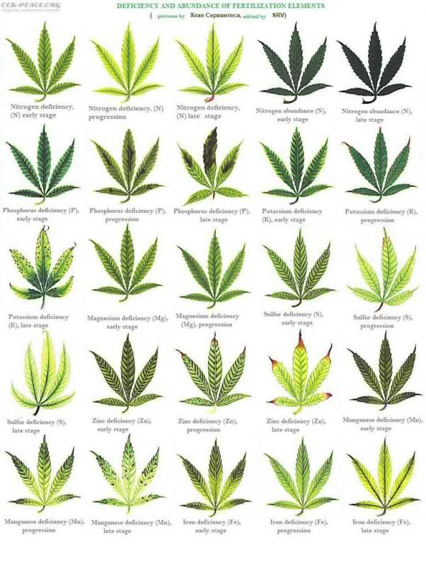 Deficiency
