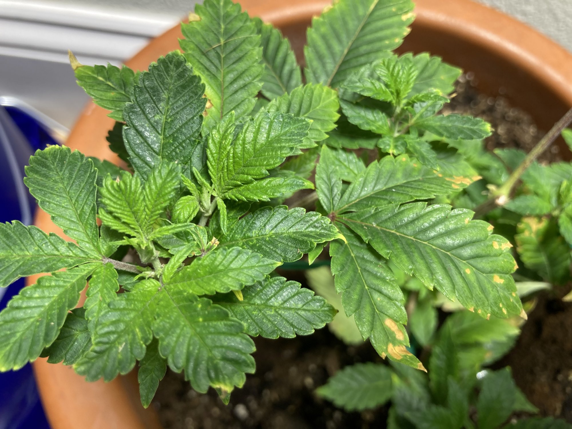 Deficiency looking for a little help