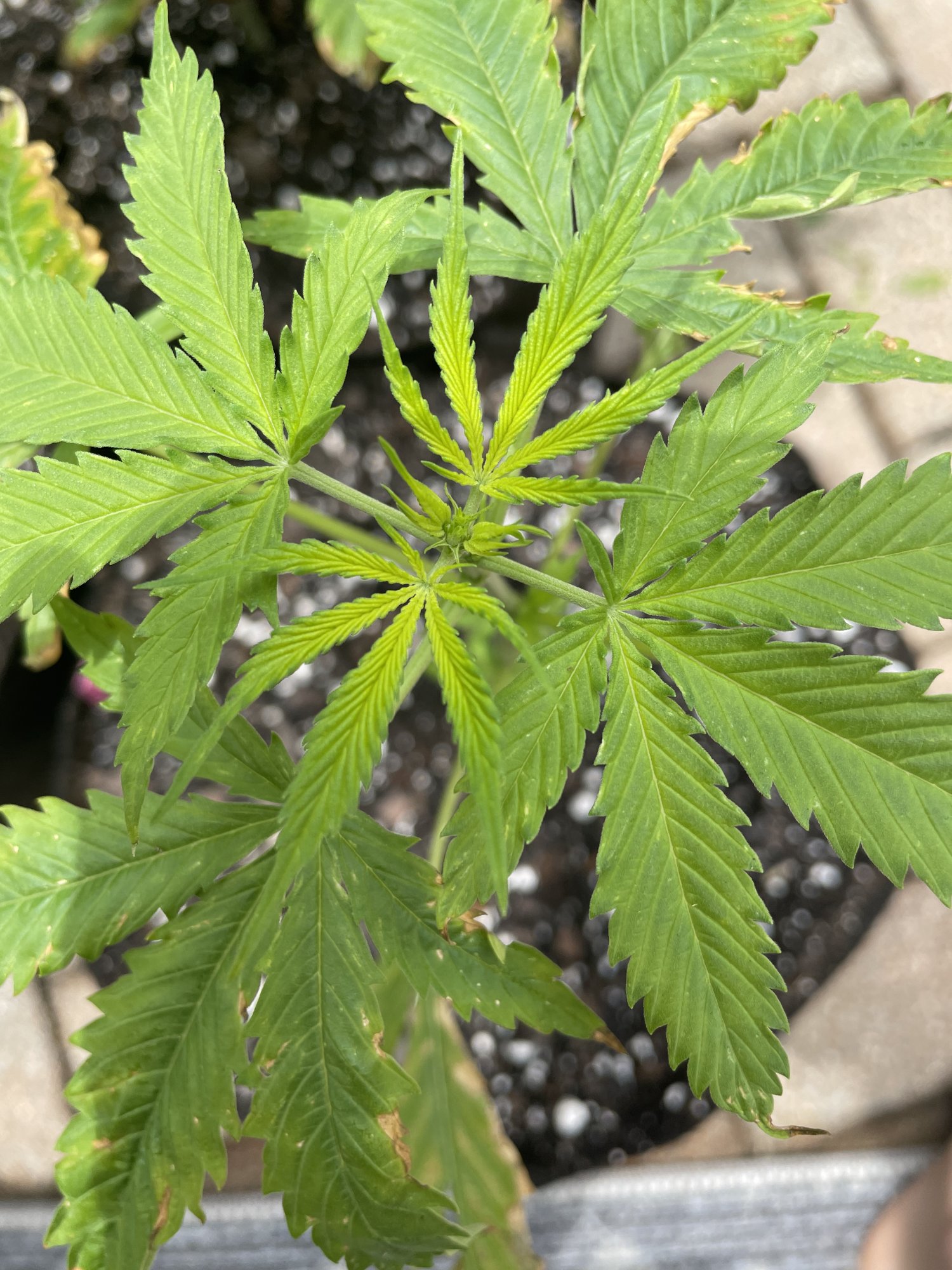 Deficiency low ph too much heat 4