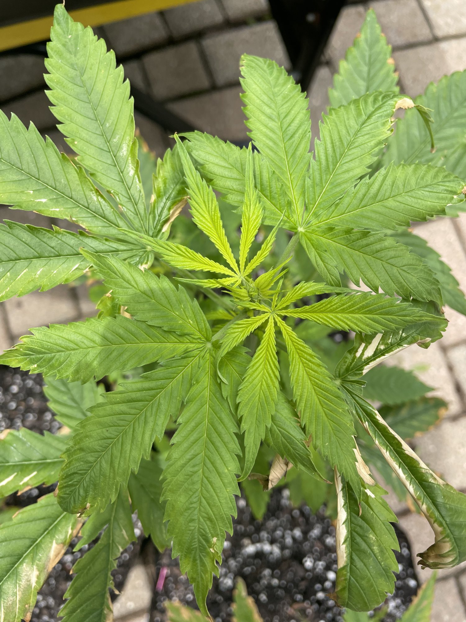 Deficiency low ph too much heat 5