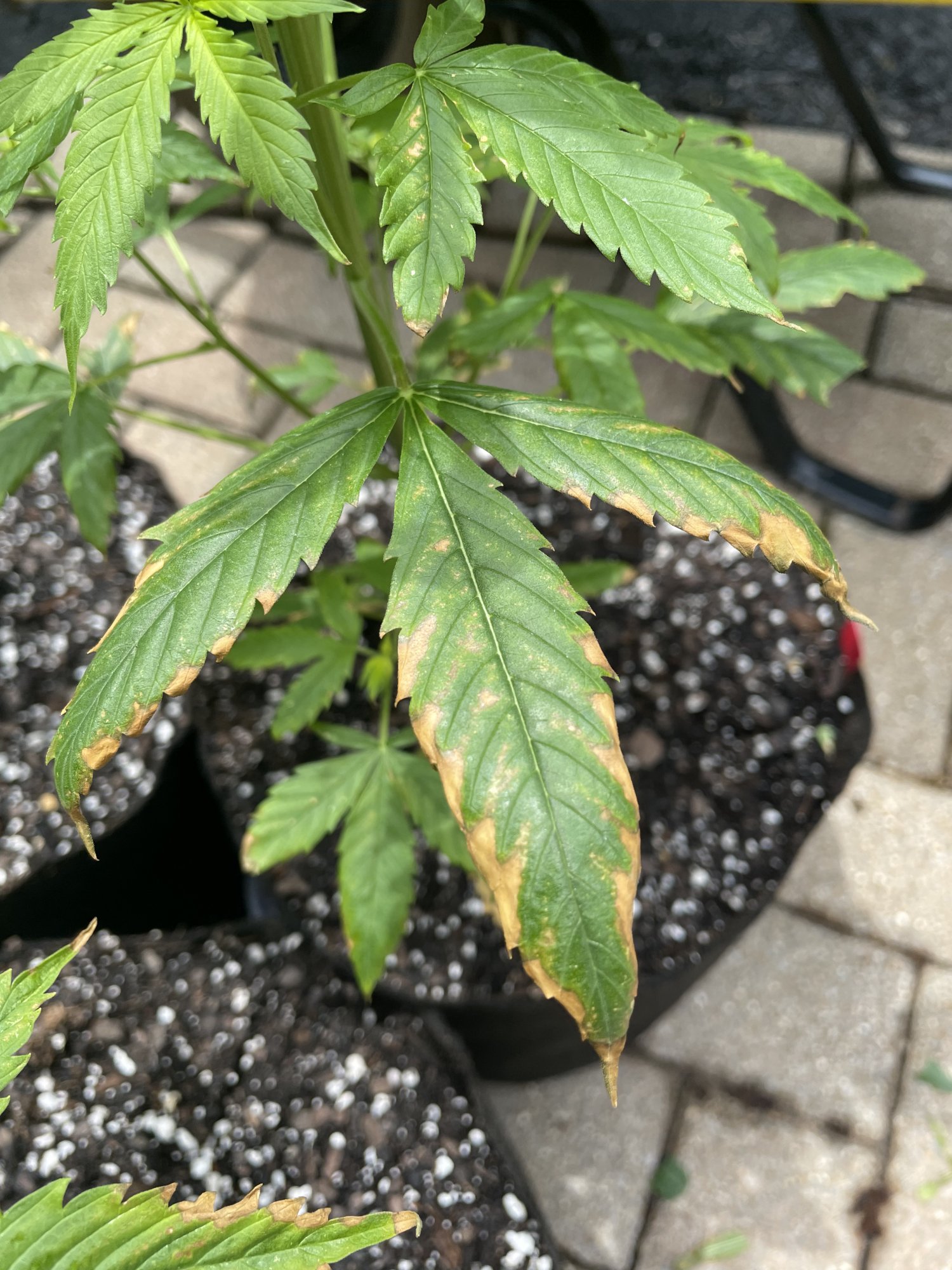 Deficiency low ph too much heat