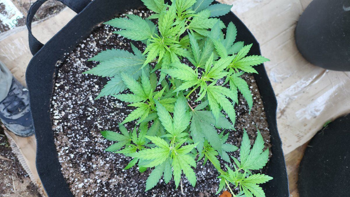 Deficiency open to any suggestions 2