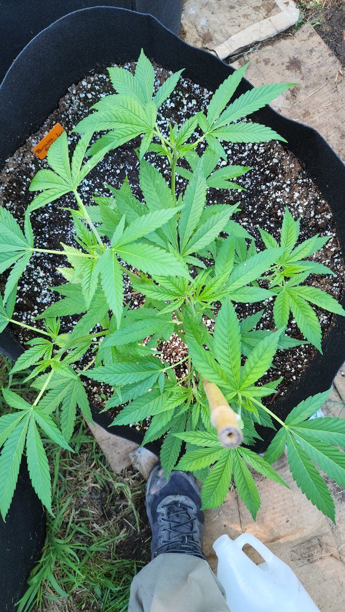 Deficiency open to any suggestions 4