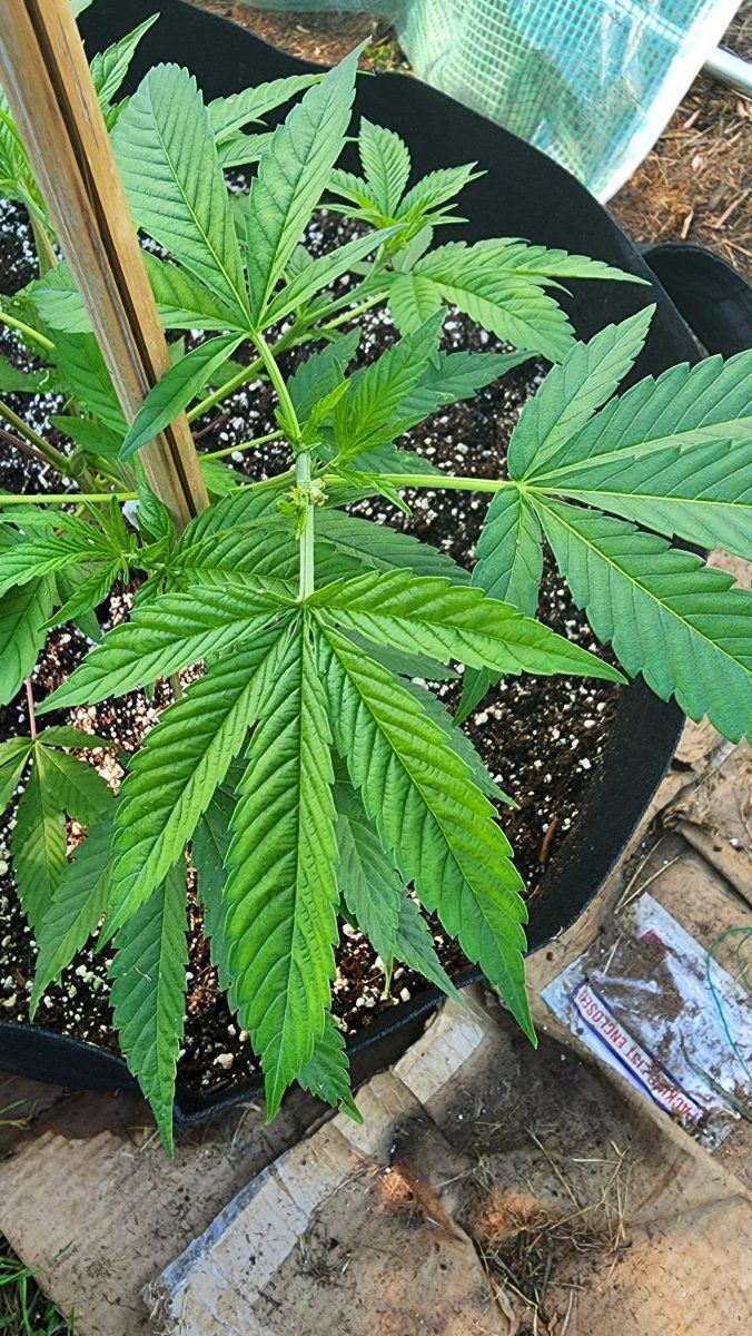 Deficiency open to any suggestions 5