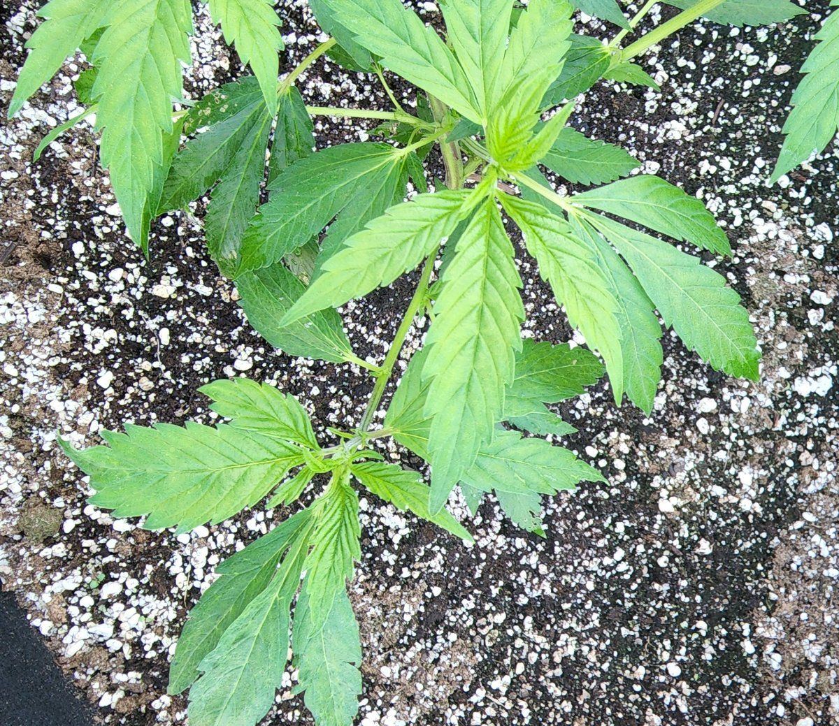 Deficiency open to any suggestions