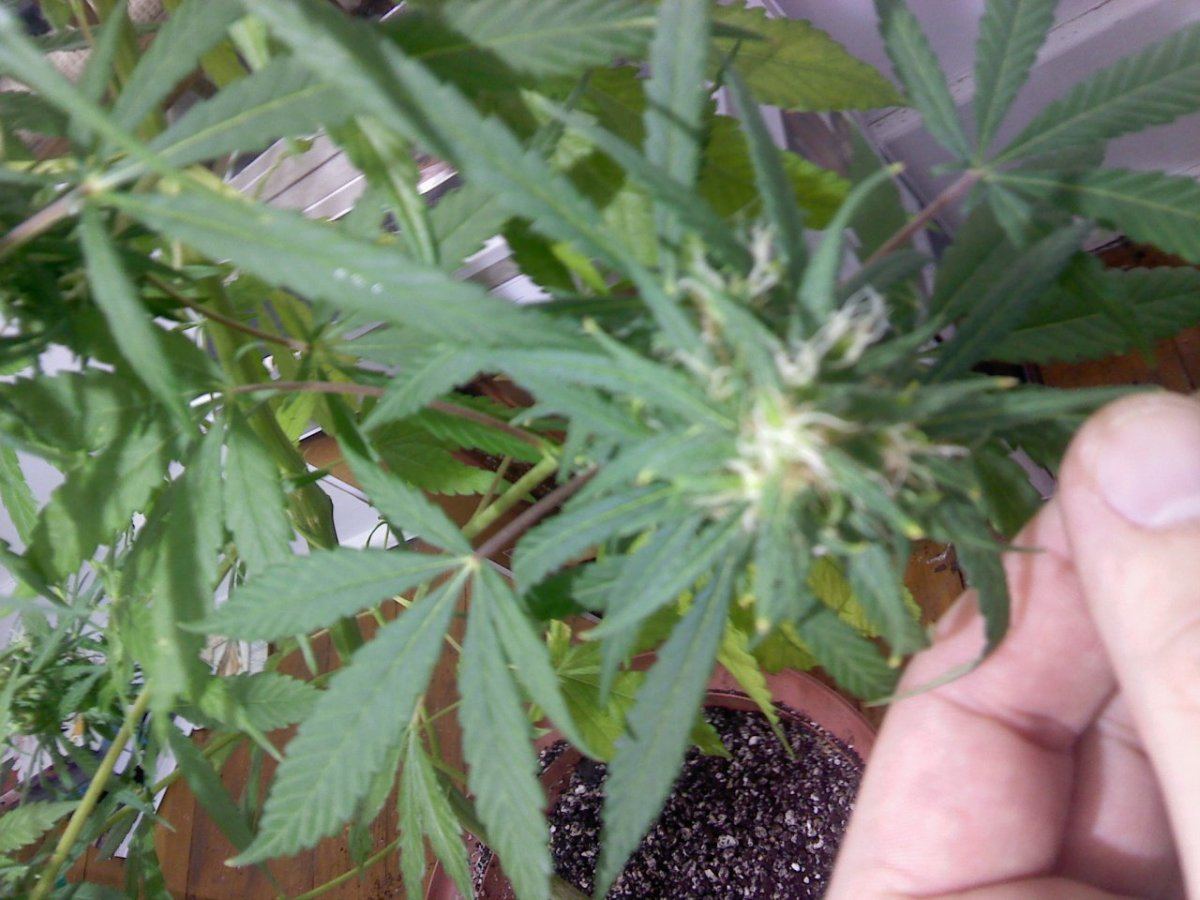 Deficiency or burn wtf 3