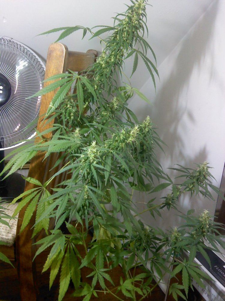 Deficiency or burn wtf 4