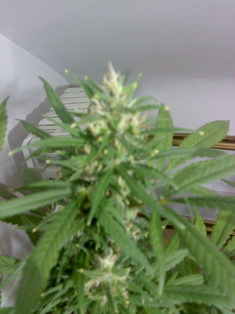 Deficiency or burn wtf 5