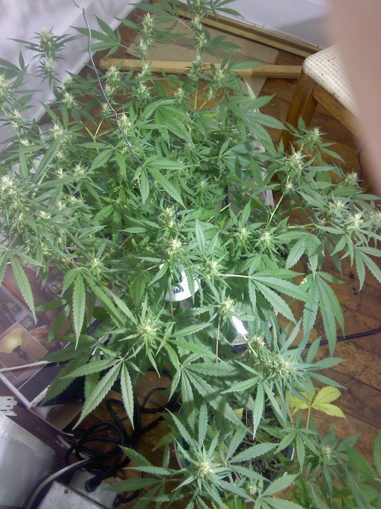 Deficiency or burn wtf 6