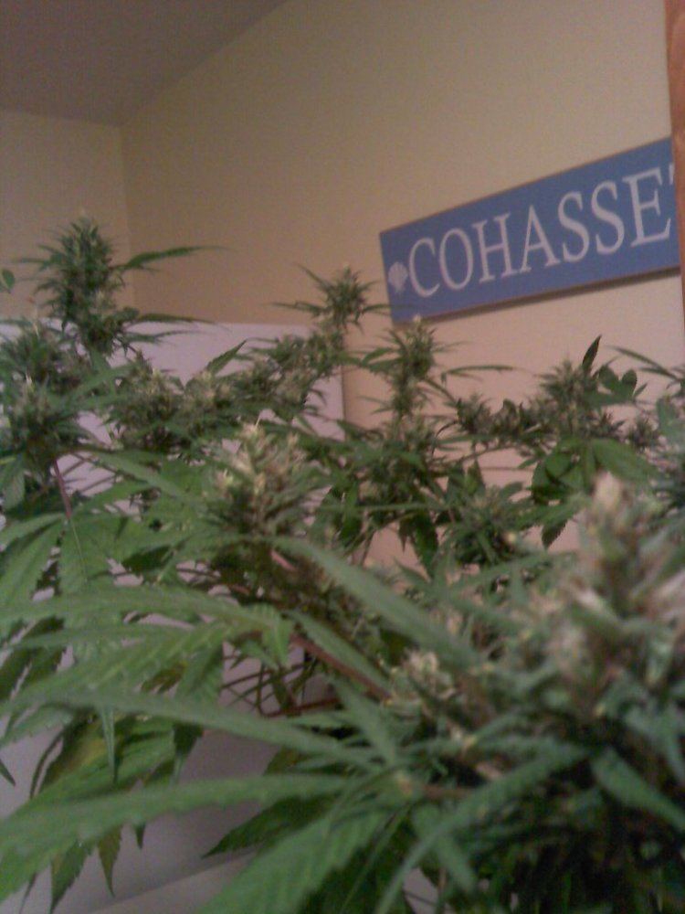 Deficiency or burn wtf 7