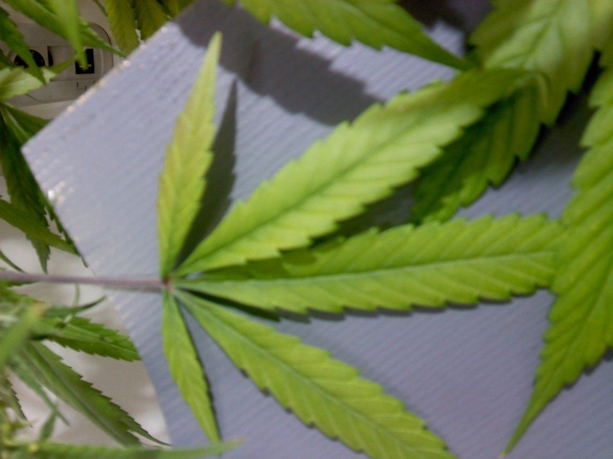 Deficiency or burn wtf 8