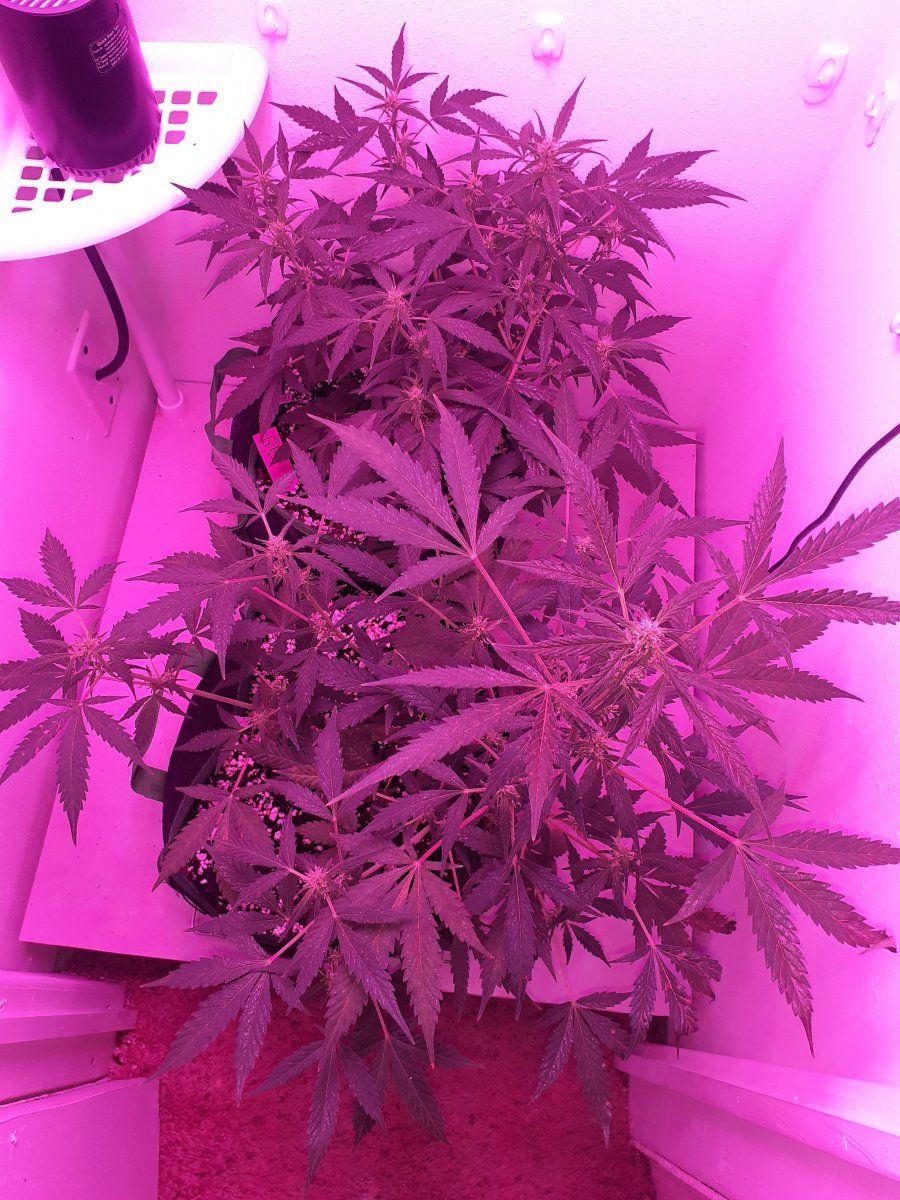 Deficiency or lockout im lost 3