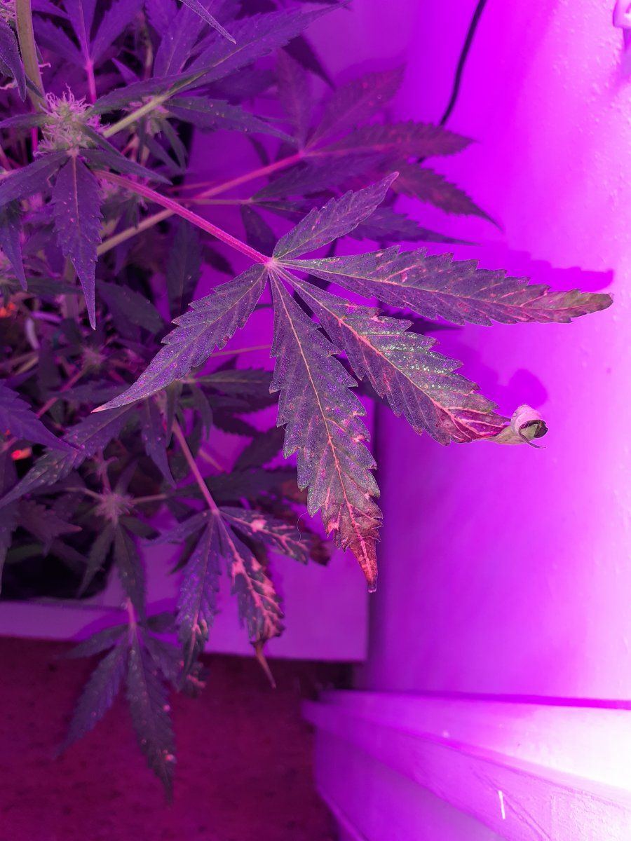 Deficiency or lockout im lost 4