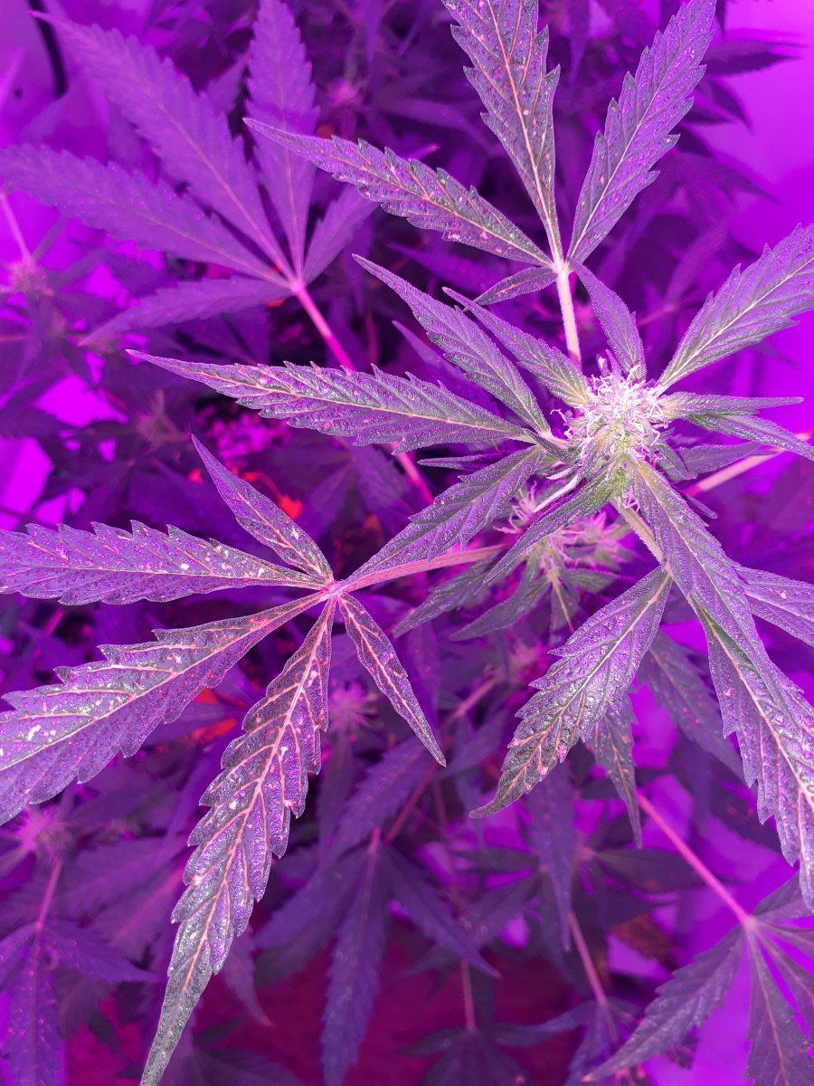 Deficiency or lockout im lost 5