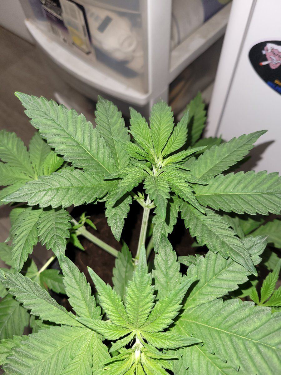 Deficiency or over doing it 3