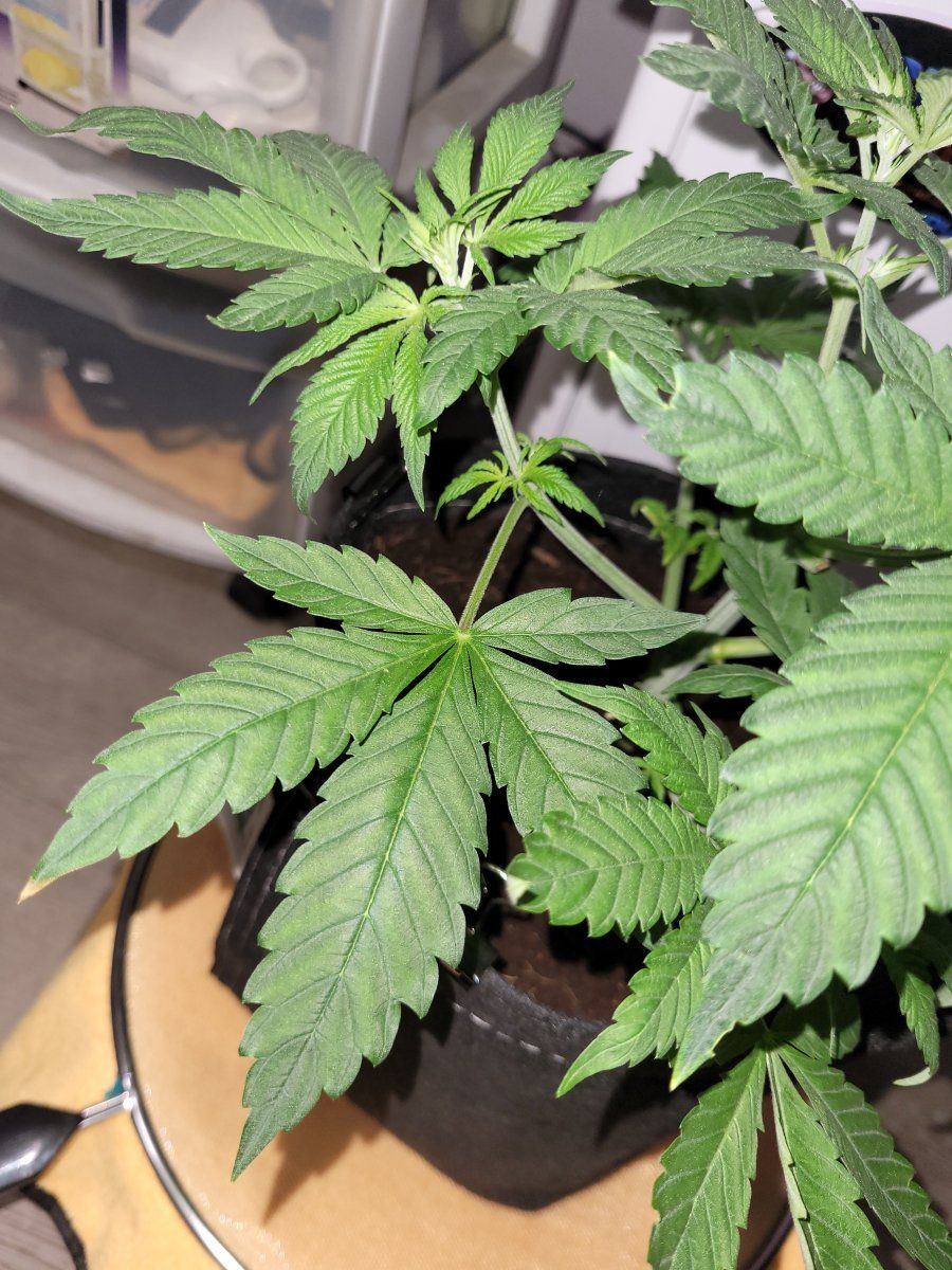 Deficiency or over doing it