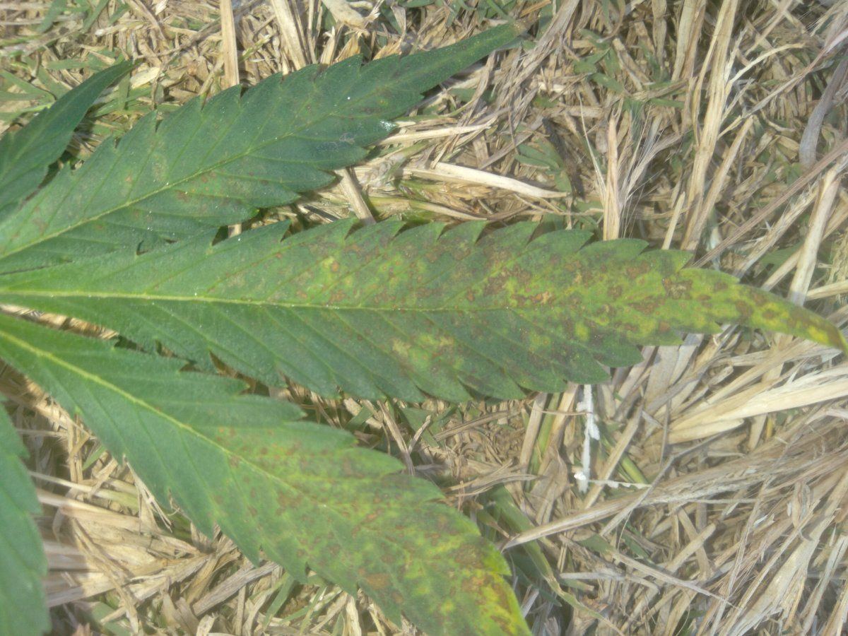 Deficiency or overfert knowledge required 2
