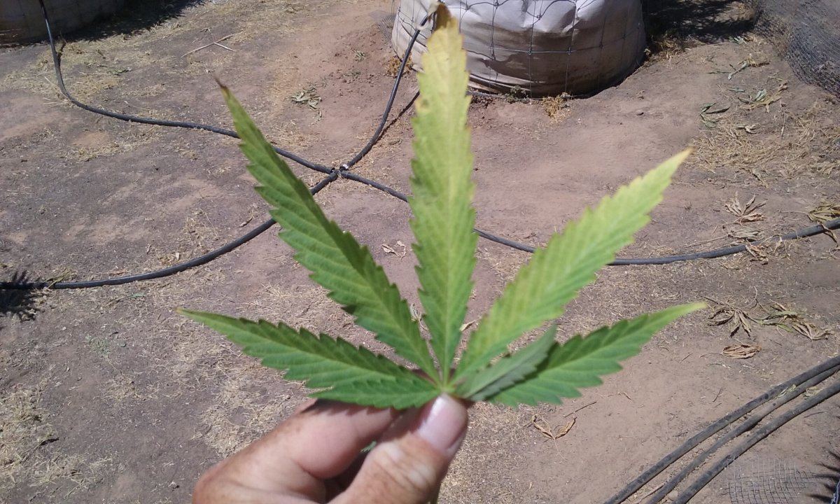 Deficiency or toxicity 3