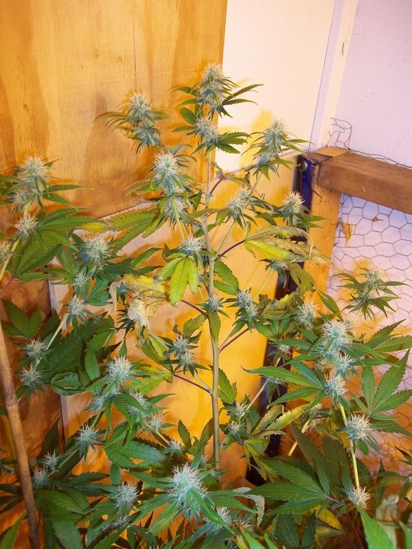 Deficiency troubles 10