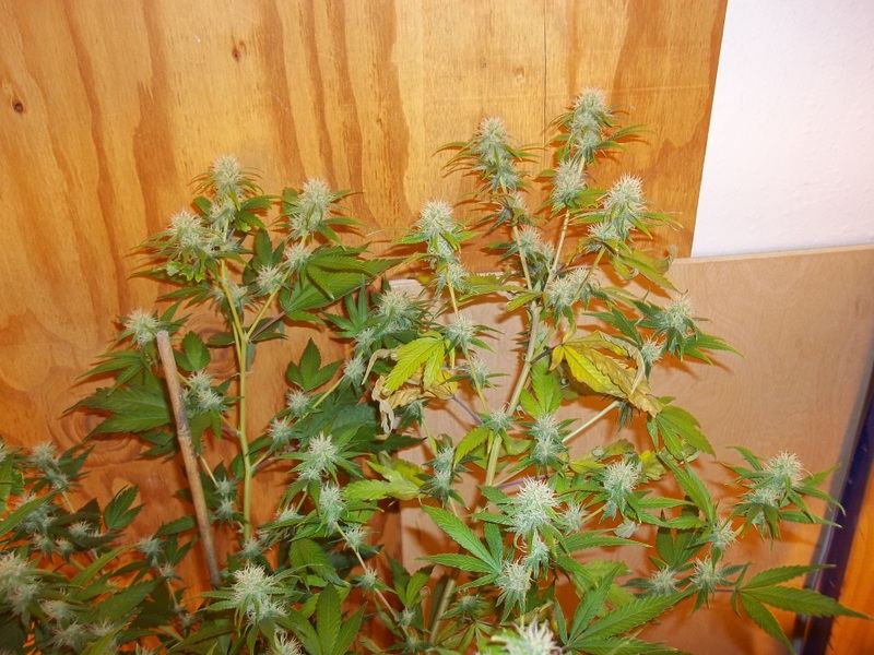 Deficiency troubles 11