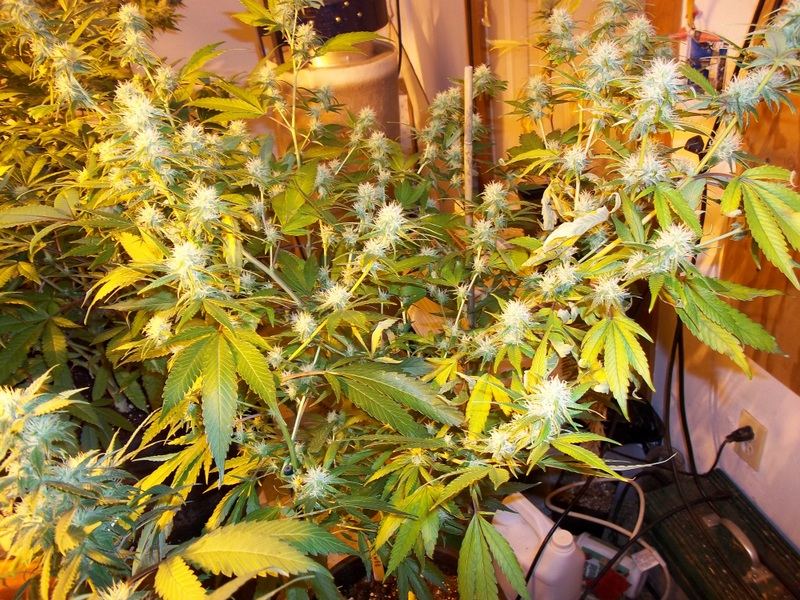Deficiency troubles 12
