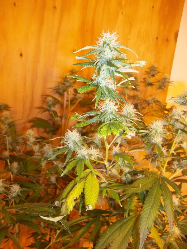 Deficiency troubles 9