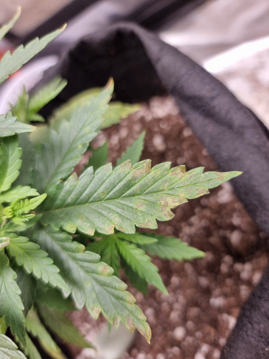 Deficiency watering issue or other 2