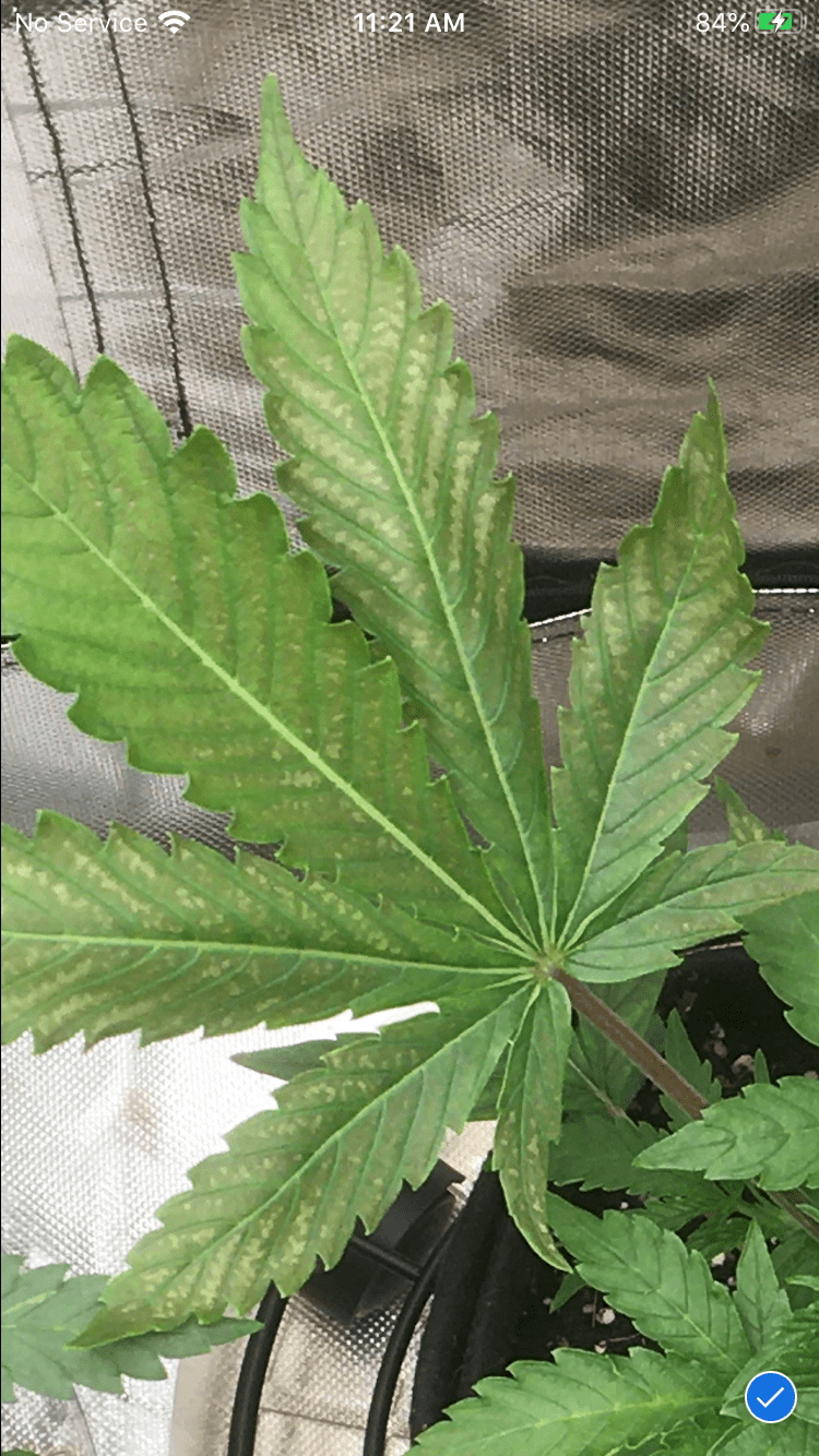 Deficiencylockout problems in coco with synthetic nutrients 5