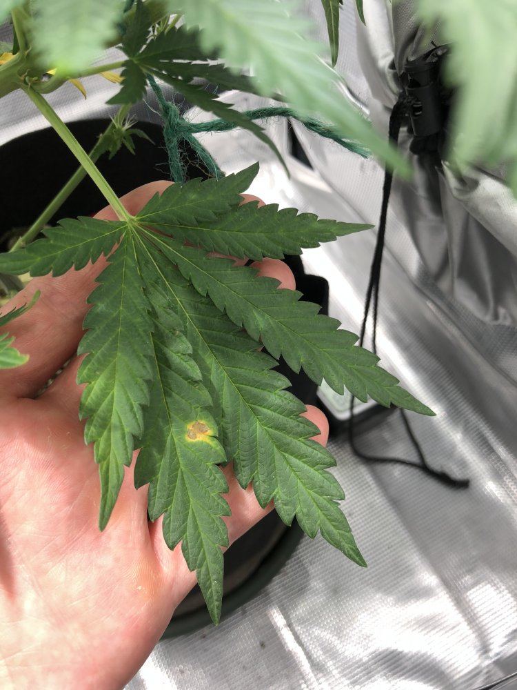 Deficient or ph issue 2