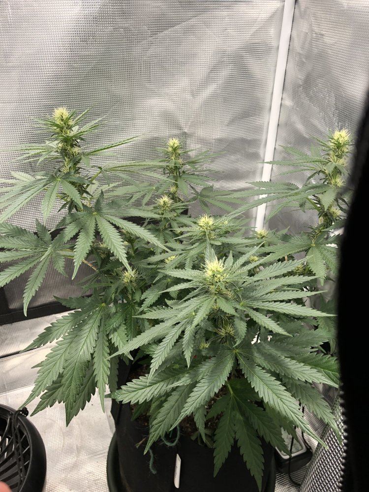 Deficient or ph issue 3