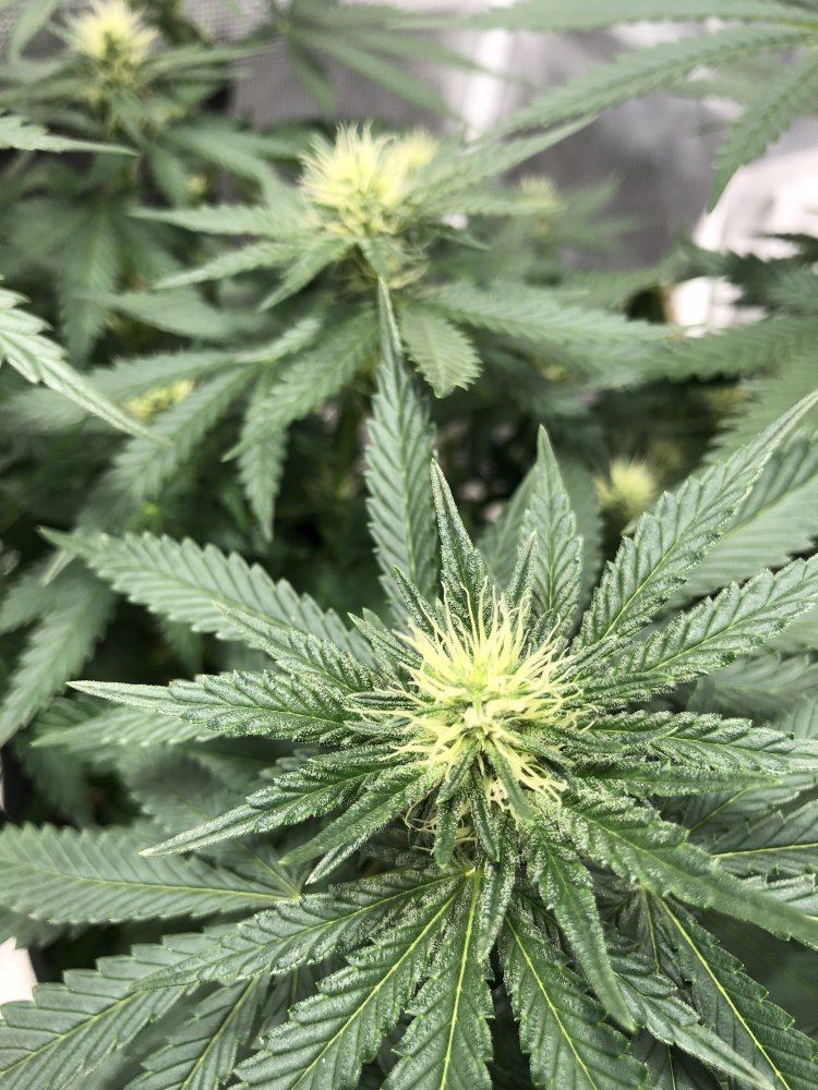 Deficient or ph issue 4