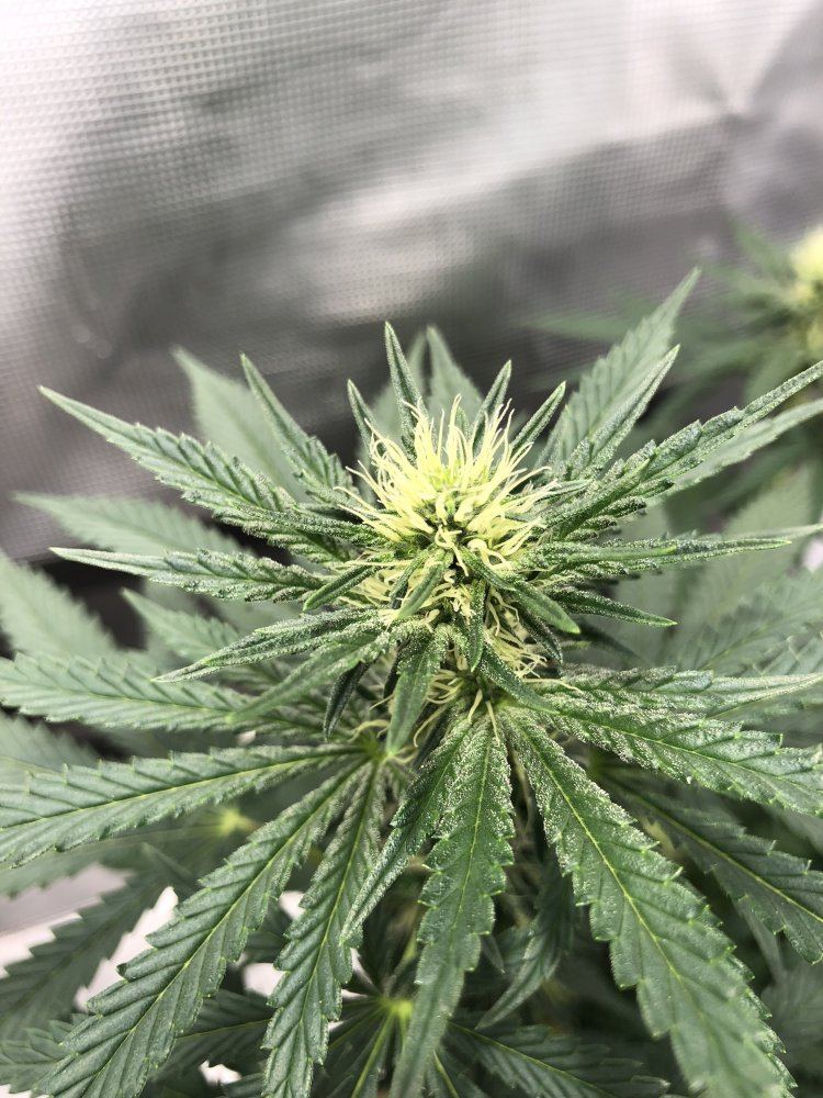 Deficient or ph issue 5